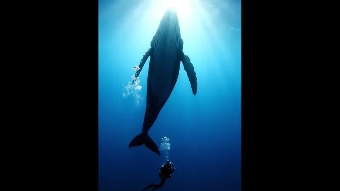 蓝炬星集成灶 - 深蓝星球：探索海洋深处的未知世界